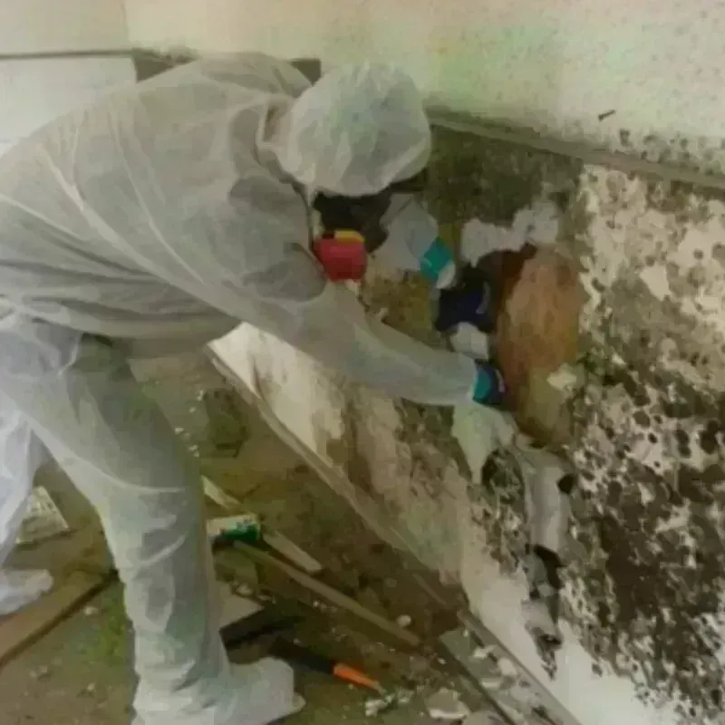 Mold Remediation and Removal in Foothill Ranch, CA